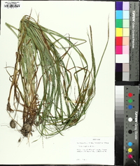 Carex typhina image