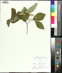 Crataegus calpodendron image