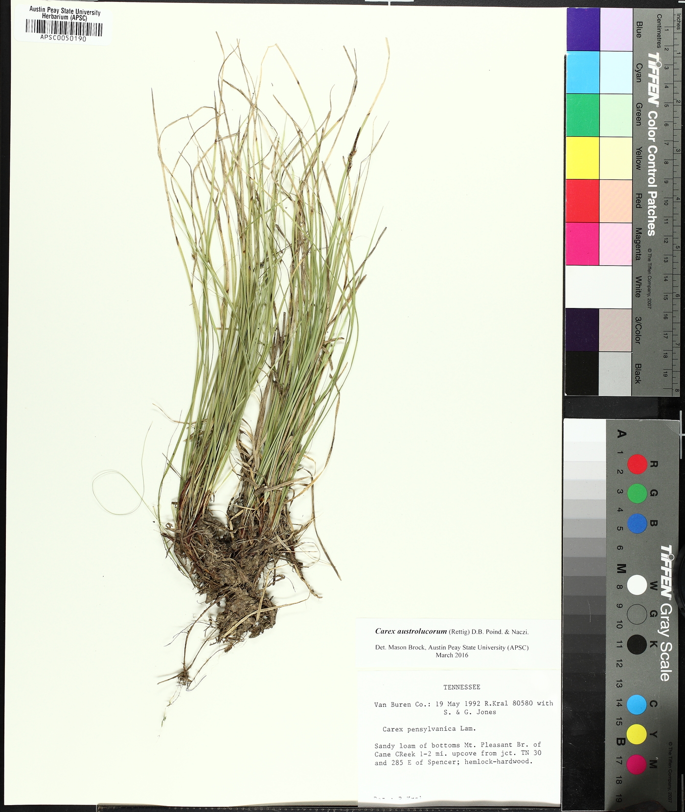 Carex austrolucorum image