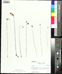 Utricularia cornuta image