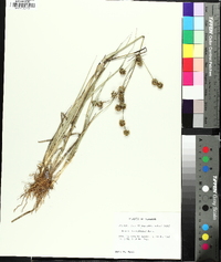 Juncus validus image