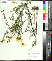 Bidens polylepis image