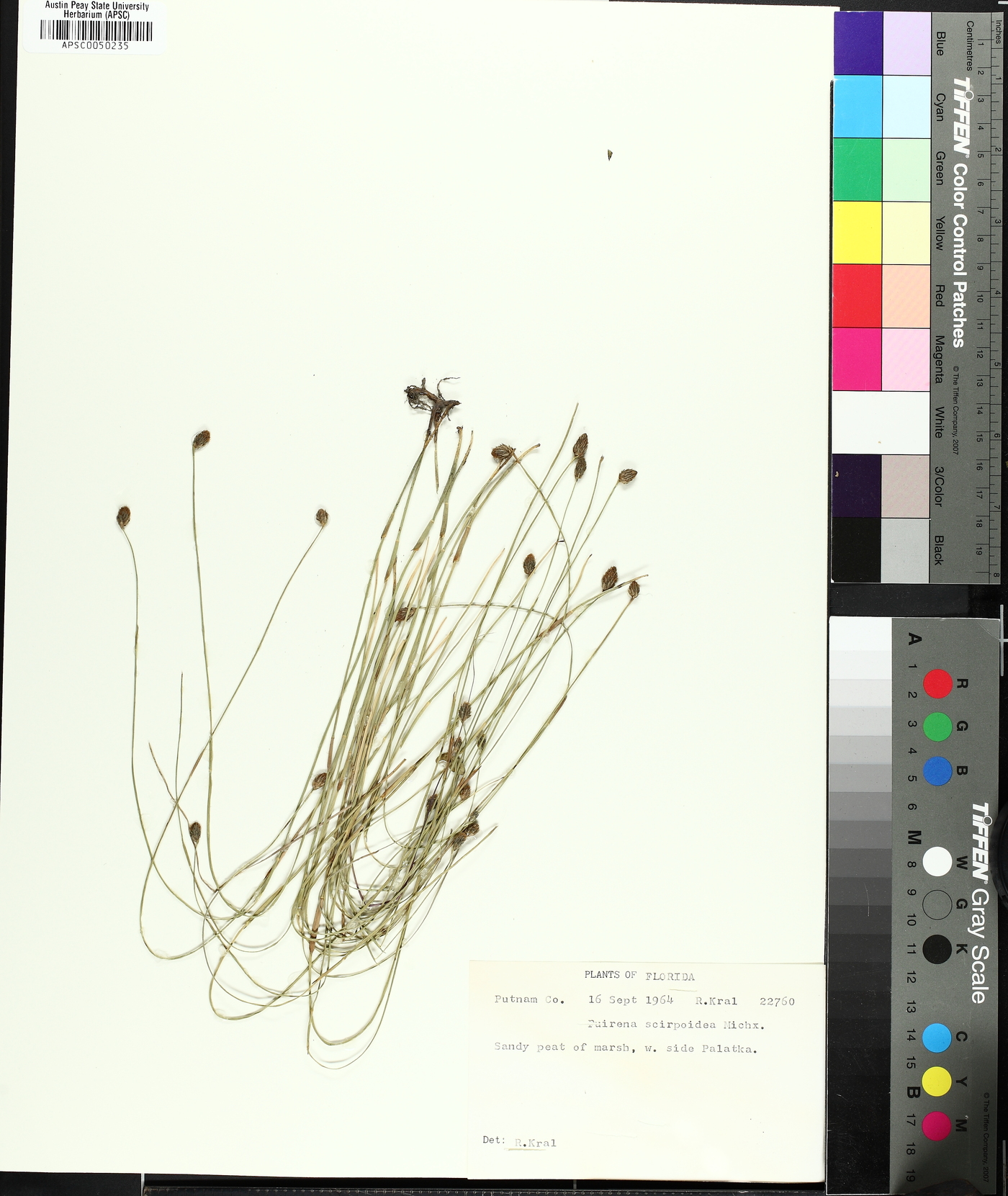 Fuirena scirpoidea image
