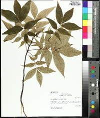 Carya pallida image