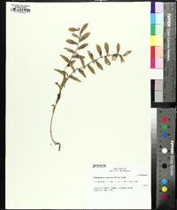 Lithospermum canescens image