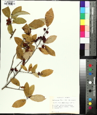 Ilex amelanchier image