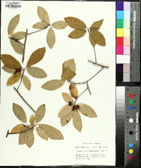 Ilex amelanchier image