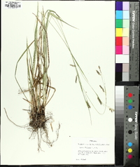 Carex oxylepis image