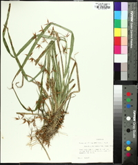 Rhynchospora corniculata image