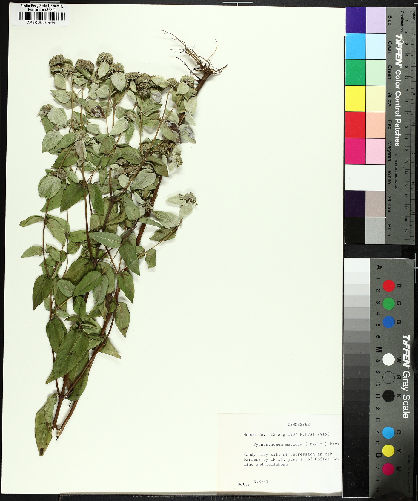 Pycnanthemum muticum image