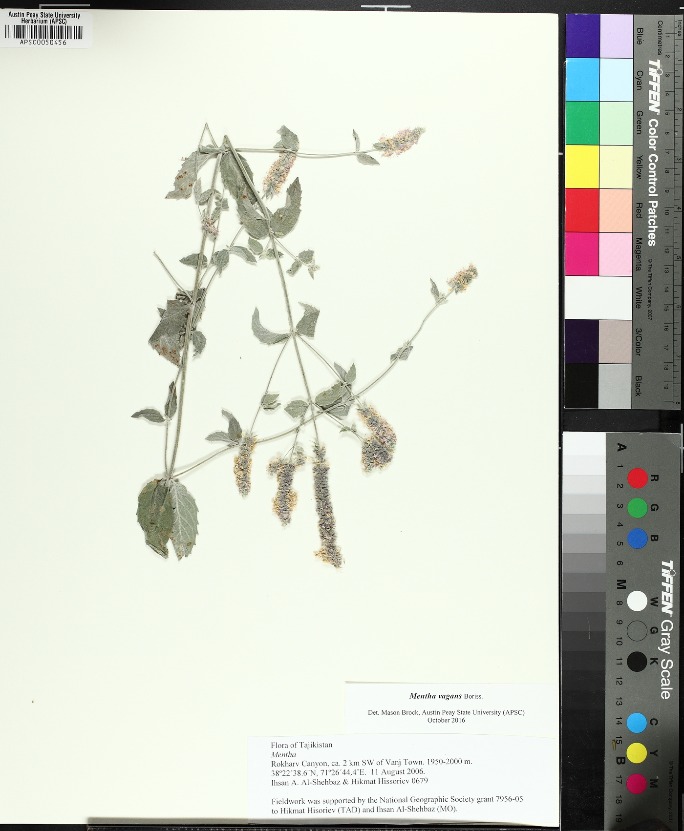 Mentha longifolia var. asiatica image
