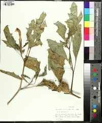 Datura stramonium image