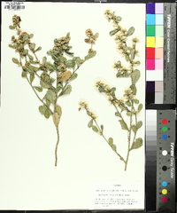 Baccharis glomeruliflora image