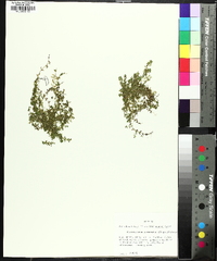 Hemianthus glomeratus image