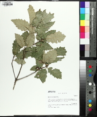 Quercus prinoides image