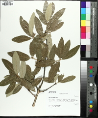 Quercus incana image