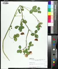 Trifolium hybridum image