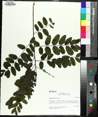 Amorpha nitens image