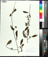 Ilex longipes image