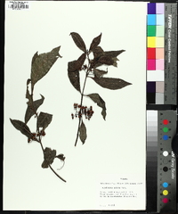 Psychotria undata image