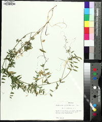 Vicia caroliniana image