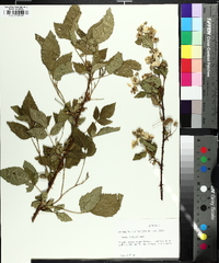 Rubus argutus image