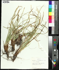 Carex picta image