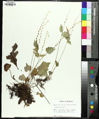 Mitella diphylla image