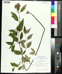 Pycnanthemum loomisii image