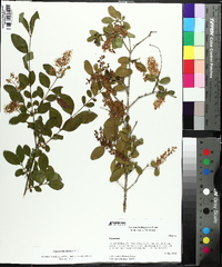 Ligustrum sinense image