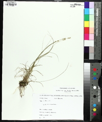 Carex texensis image