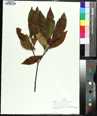 Illicium floridanum image