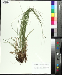 Carex swanii image