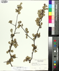 Crataegus dispar image