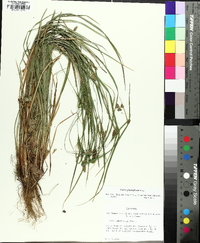 Carex planispicata image