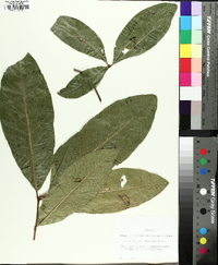 Quercus imbricaria image