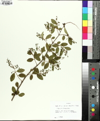 Ligustrum sinense image