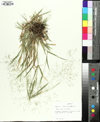 Panicum gattingeri image