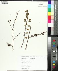 Berberis thunbergii image