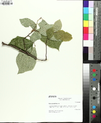 Styrax grandifolius image