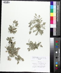 Eragrostis hypnoides image