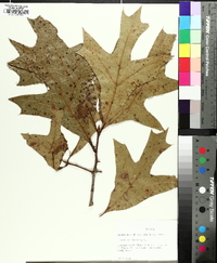 Quercus laevis image