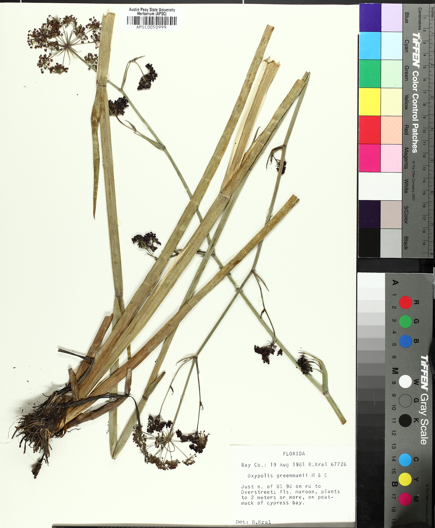 Tiedemannia filiformis image