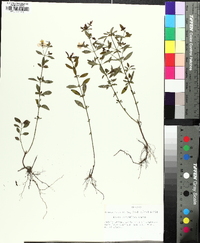 Rhexia parviflora image