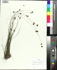 Rhynchospora filifolia image