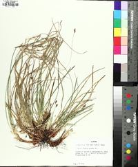 Carex nigromarginata image