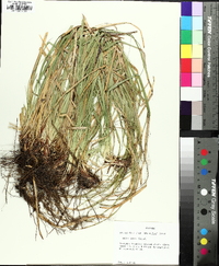 Carex picta image