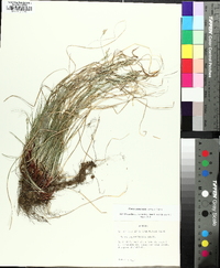 Carex emmonsii image