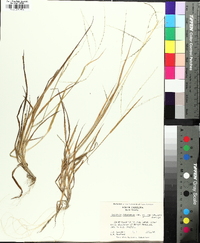 Digitaria filiformis image