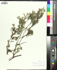 Chamaecyparis thyoides image